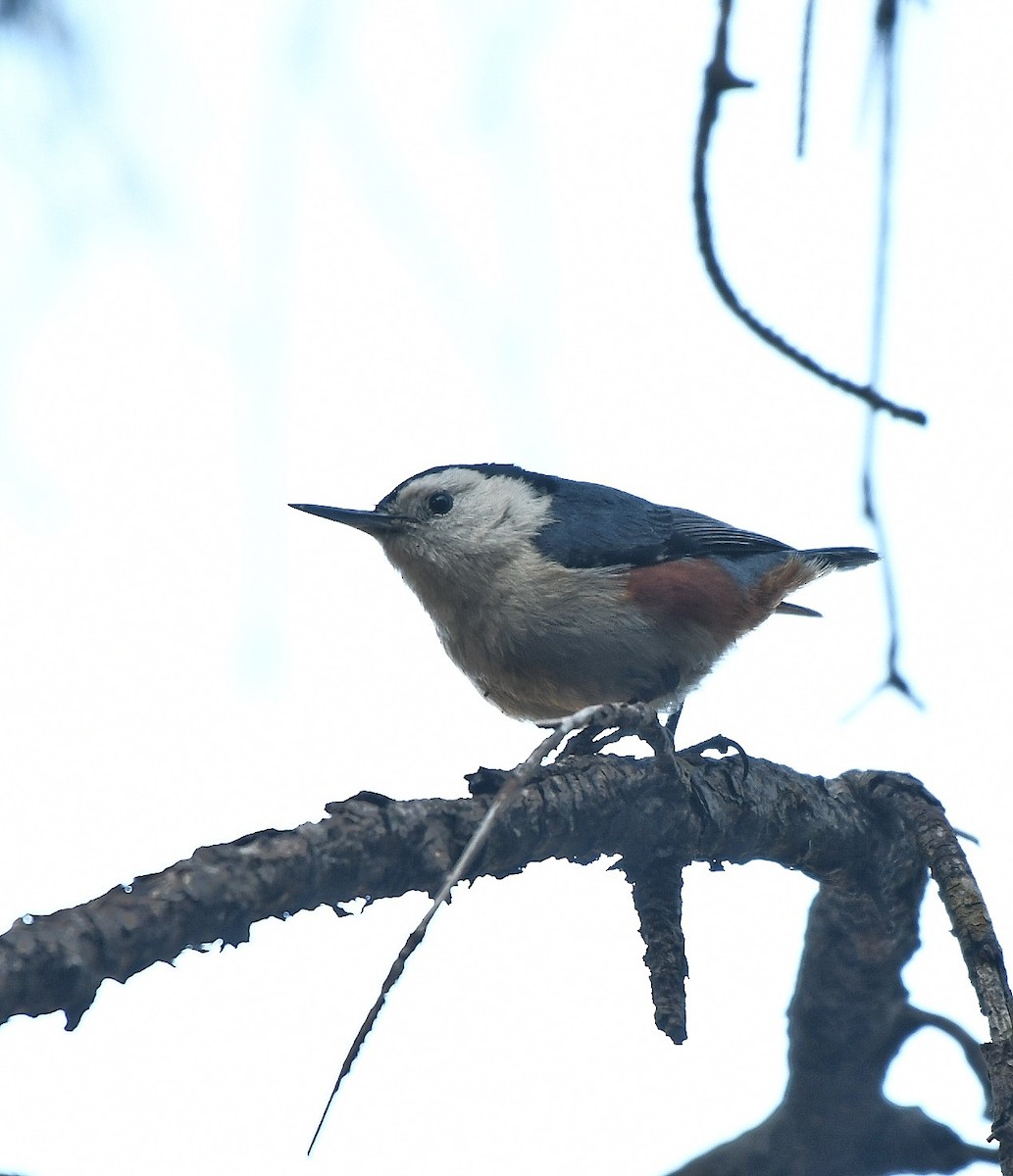White-cheeked Nuthatch - ML616240648