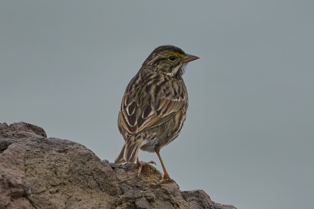 Savannah Sparrow - ML616240763