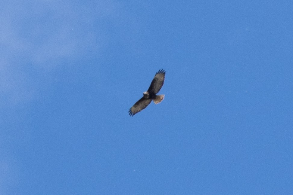 Red-tailed Hawk (Harlan's) - ML616240793