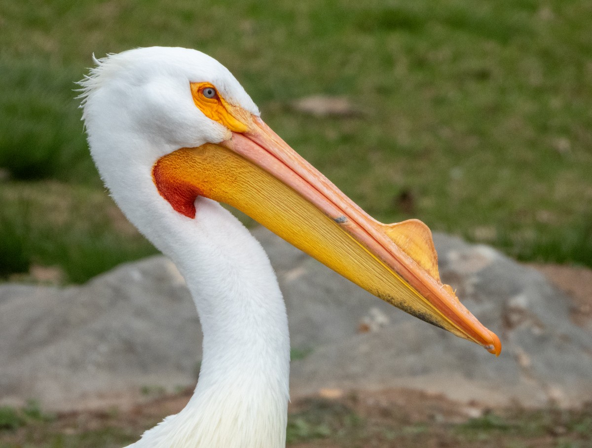 American White Pelican - Kellen Apuna
