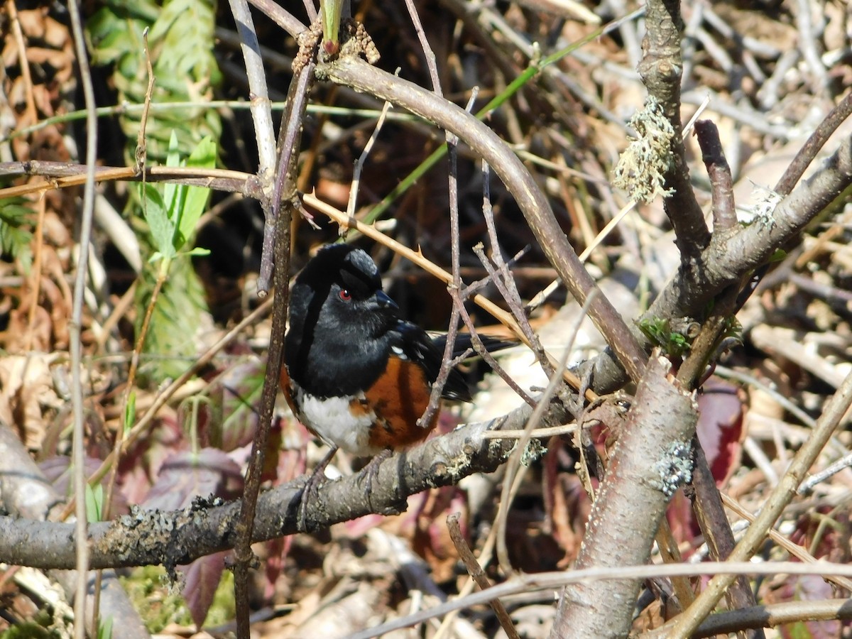 Spotted Towhee - ML616240850