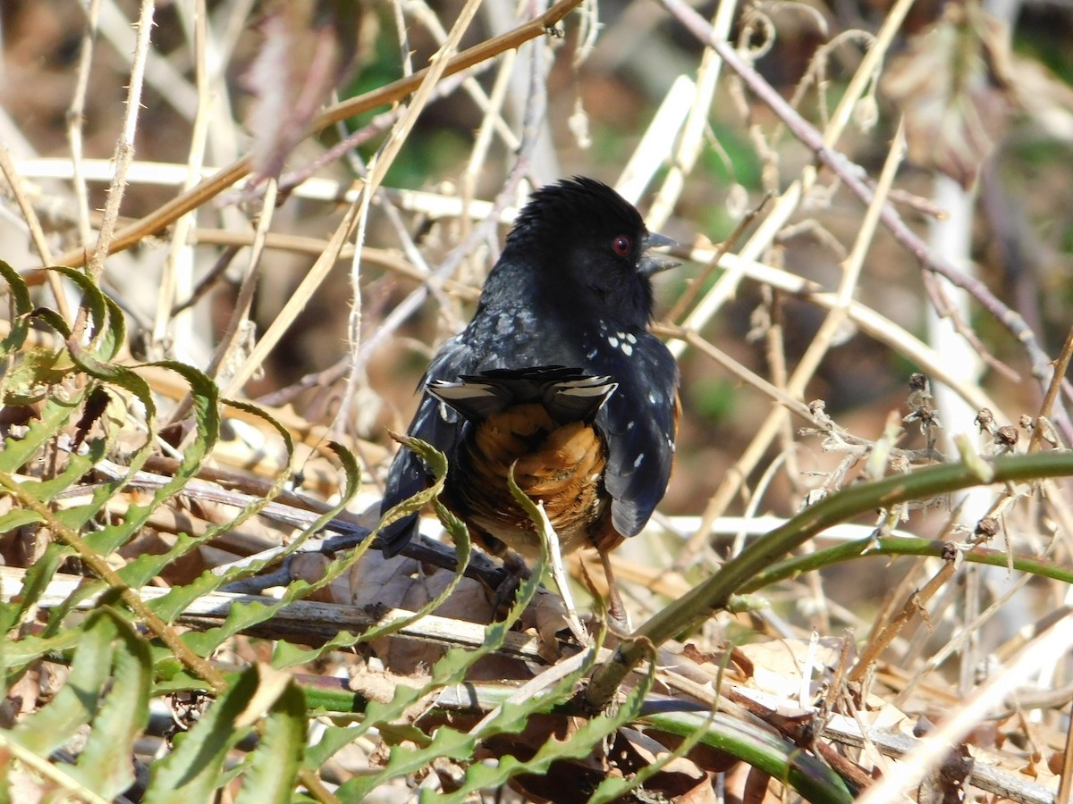 Spotted Towhee - ML616240851