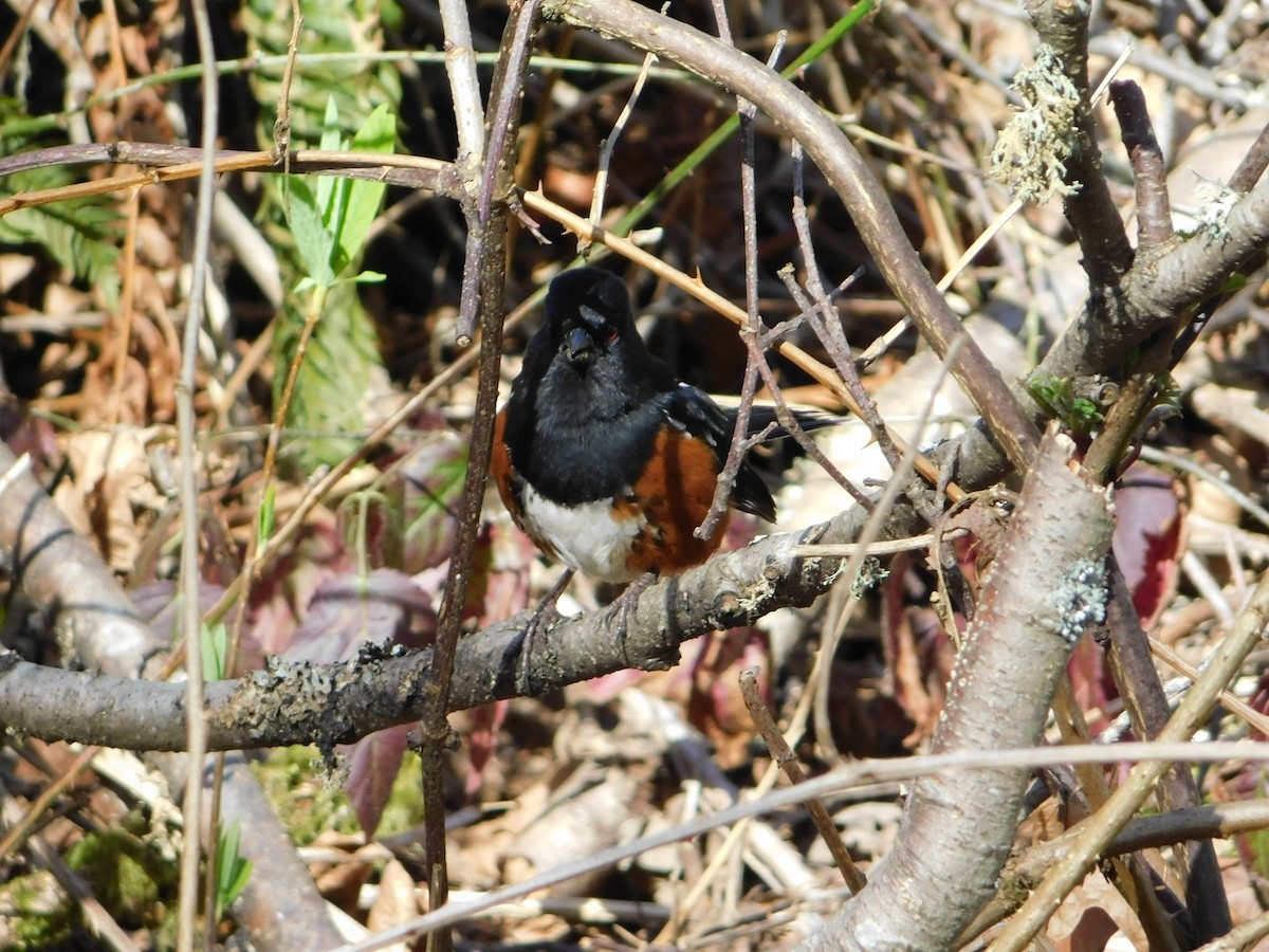 Spotted Towhee - ML616240852