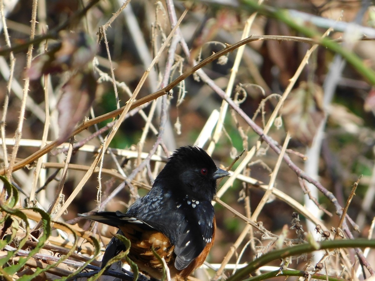Spotted Towhee - ML616240853
