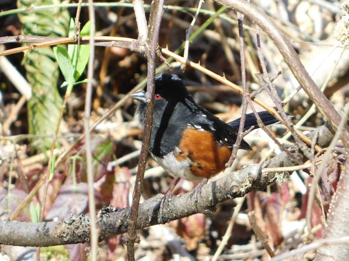 Spotted Towhee - ML616240854