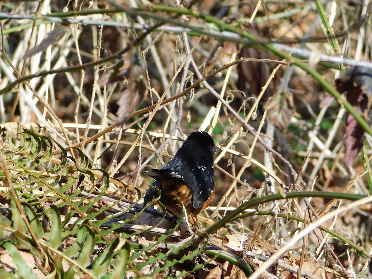 Spotted Towhee - ML616240855