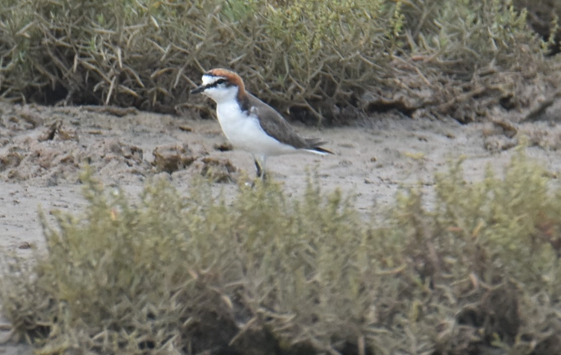 Red-capped Plover - ML616240874