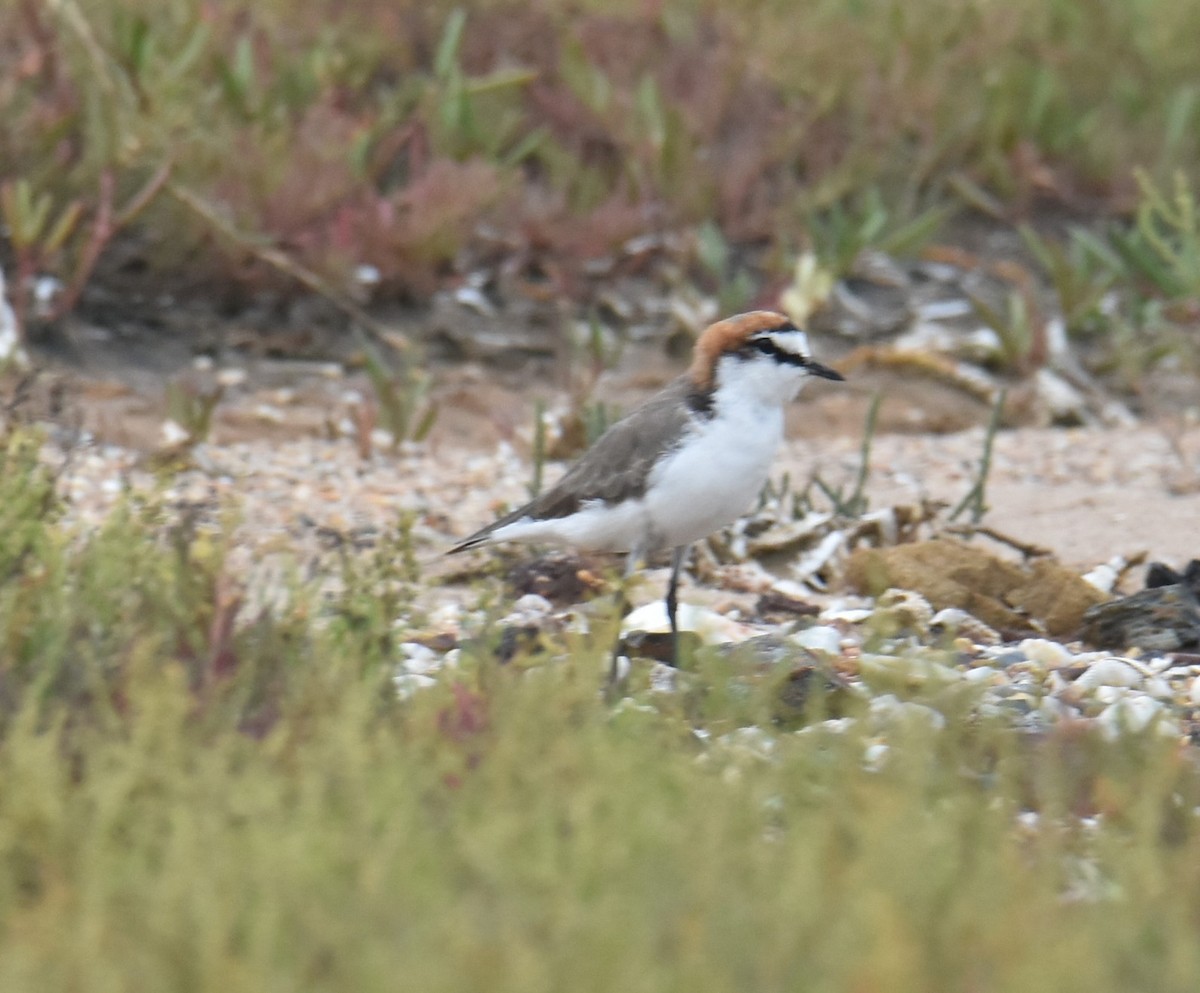 Red-capped Plover - ML616240875