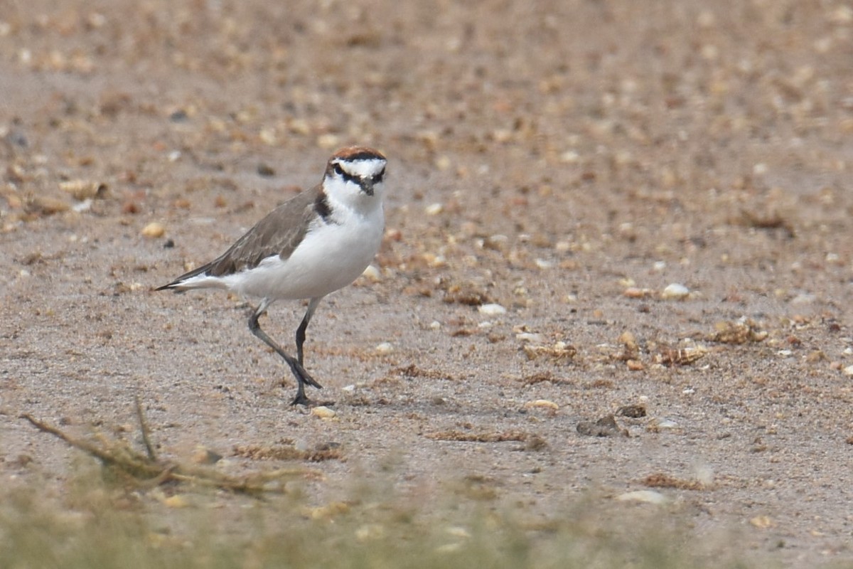 Red-capped Plover - ML616240876