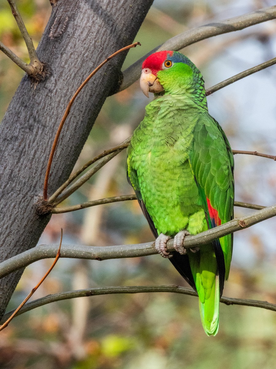 Red-crowned Parrot - Kellen Apuna