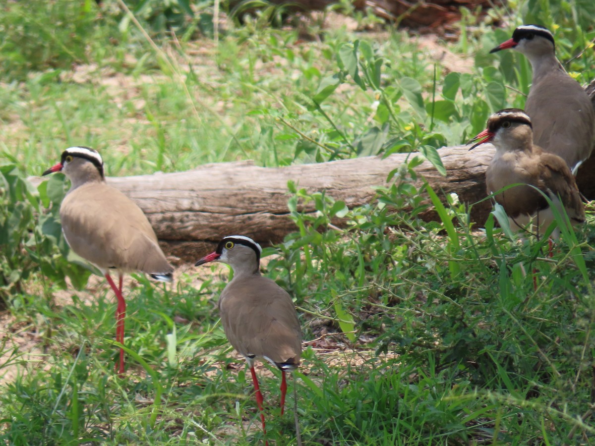 Crowned Lapwing - ML616240992