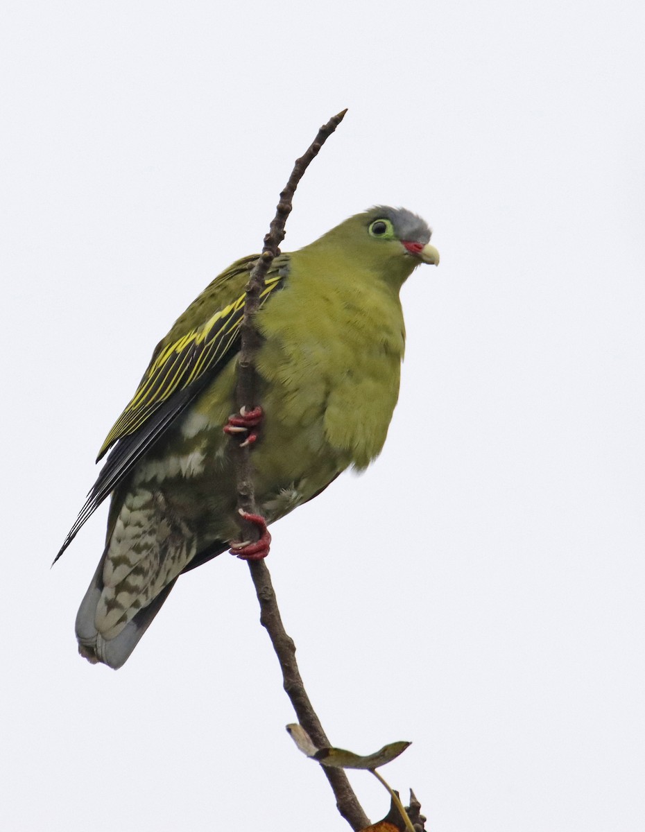 Thick-billed Green-Pigeon (Thick-billed) - ML616241080