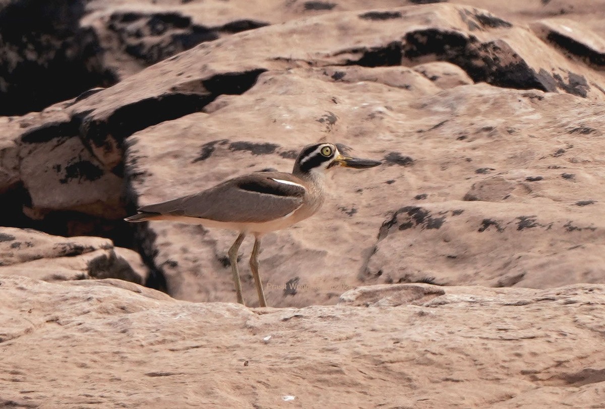 Great Thick-knee - ML616241177