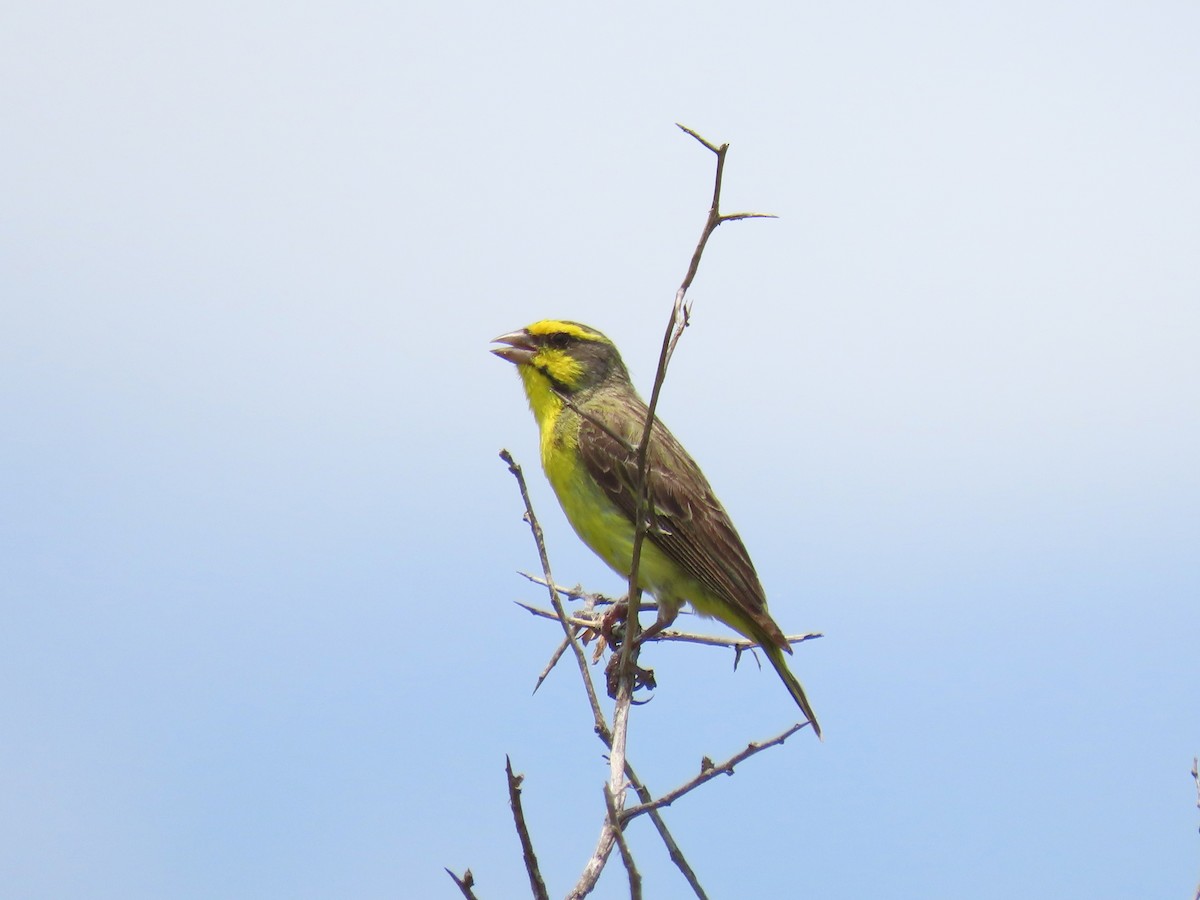 Yellow-fronted Canary - ML616241181