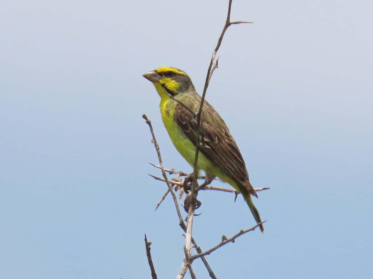 Yellow-fronted Canary - ML616241202