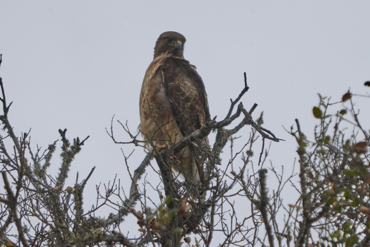 Red-tailed Hawk - ML616241231