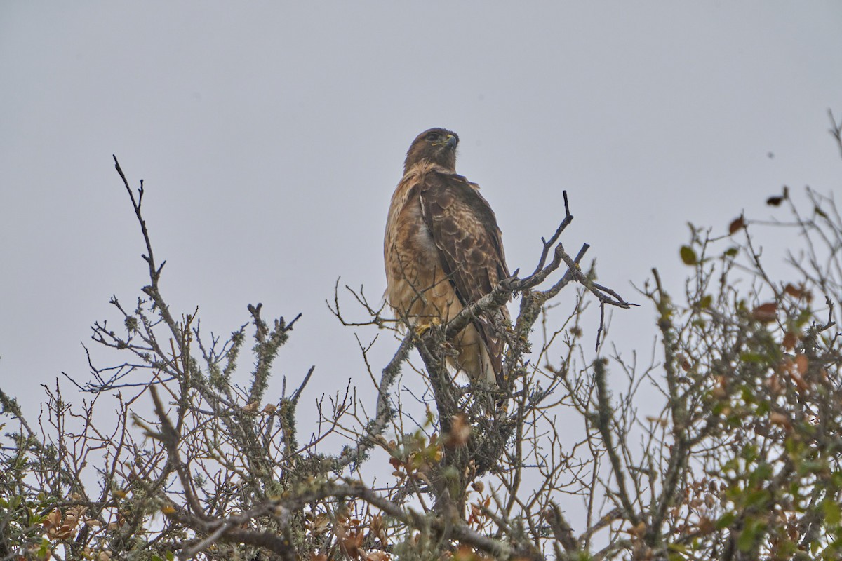 Red-tailed Hawk - ML616241232