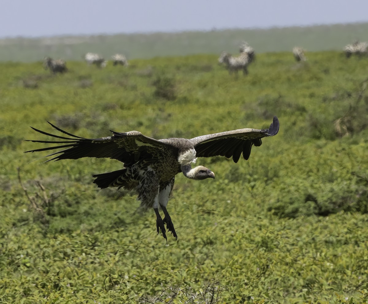 White-backed Vulture/Rüppell's Griffon - ML616241257