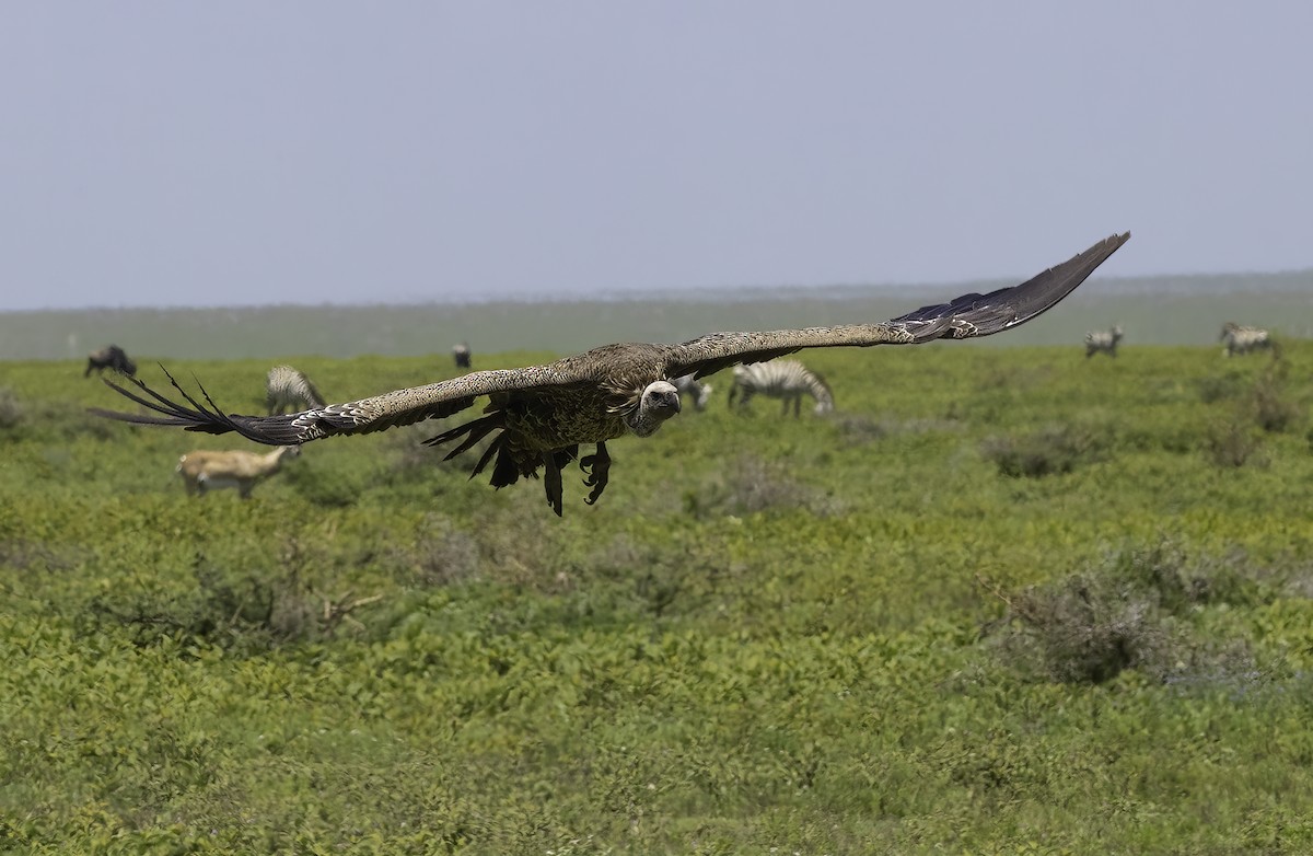 White-backed Vulture/Rüppell's Griffon - ML616241262