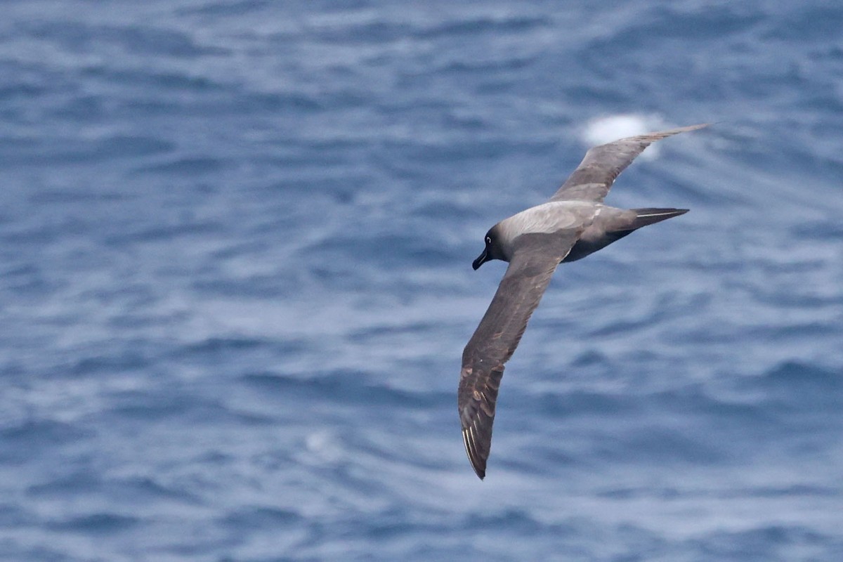 albatros světlehřbetý - ML616241289