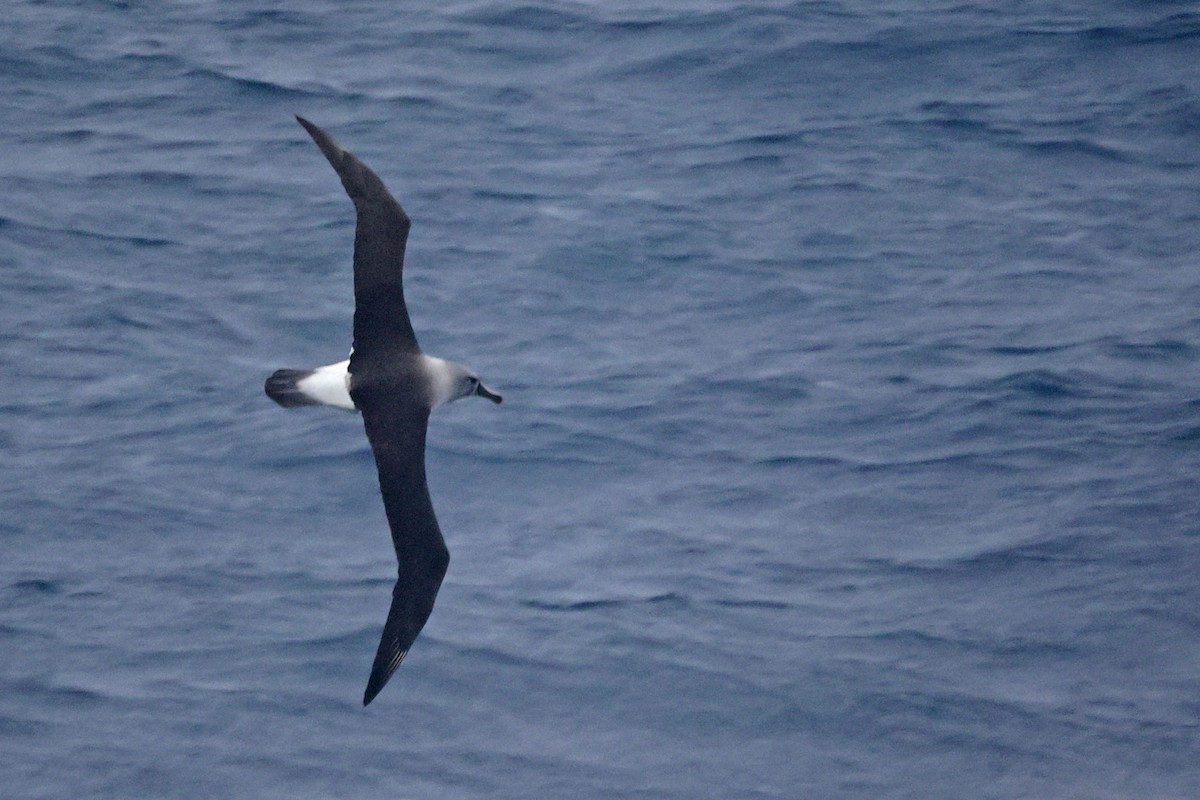 Gray-headed Albatross - ML616241294