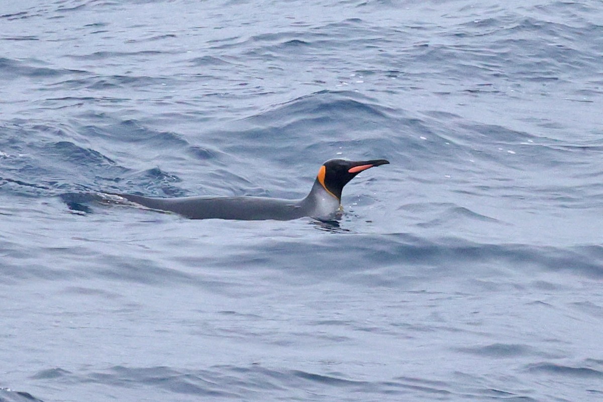 Королевский пингвин - ML616241308