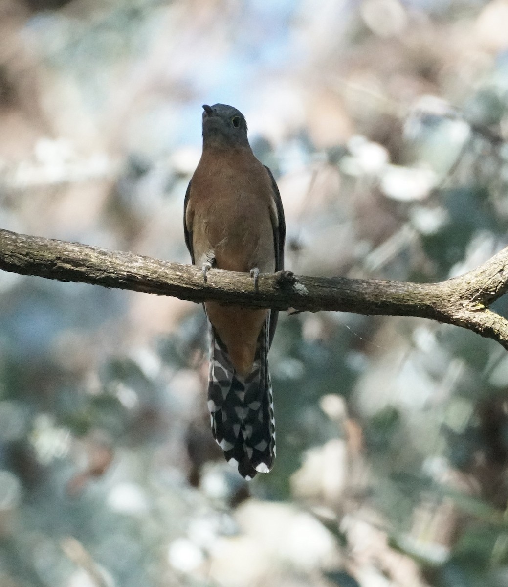Fan-tailed Cuckoo - ML616241331