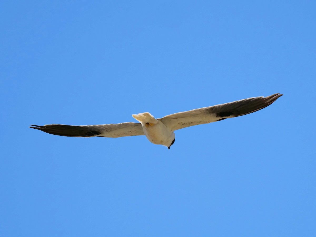 Black-shouldered Kite - Peter Lowe