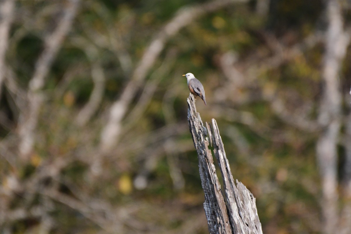 Chestnut-tailed/Malabar Starling - Pinto Paul Joshi