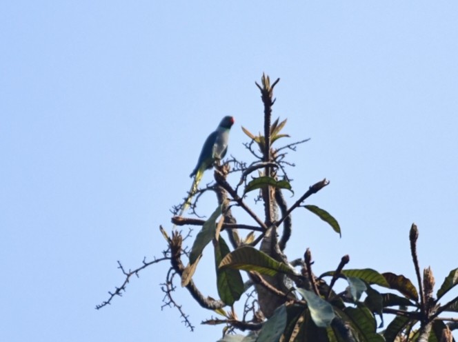 Malabar Parakeet - Pinto Paul Joshi