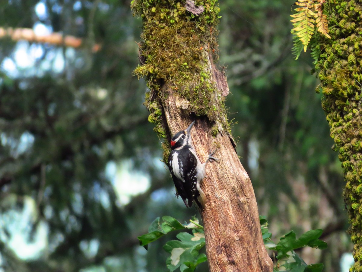 Hairy Woodpecker - William Proebsting