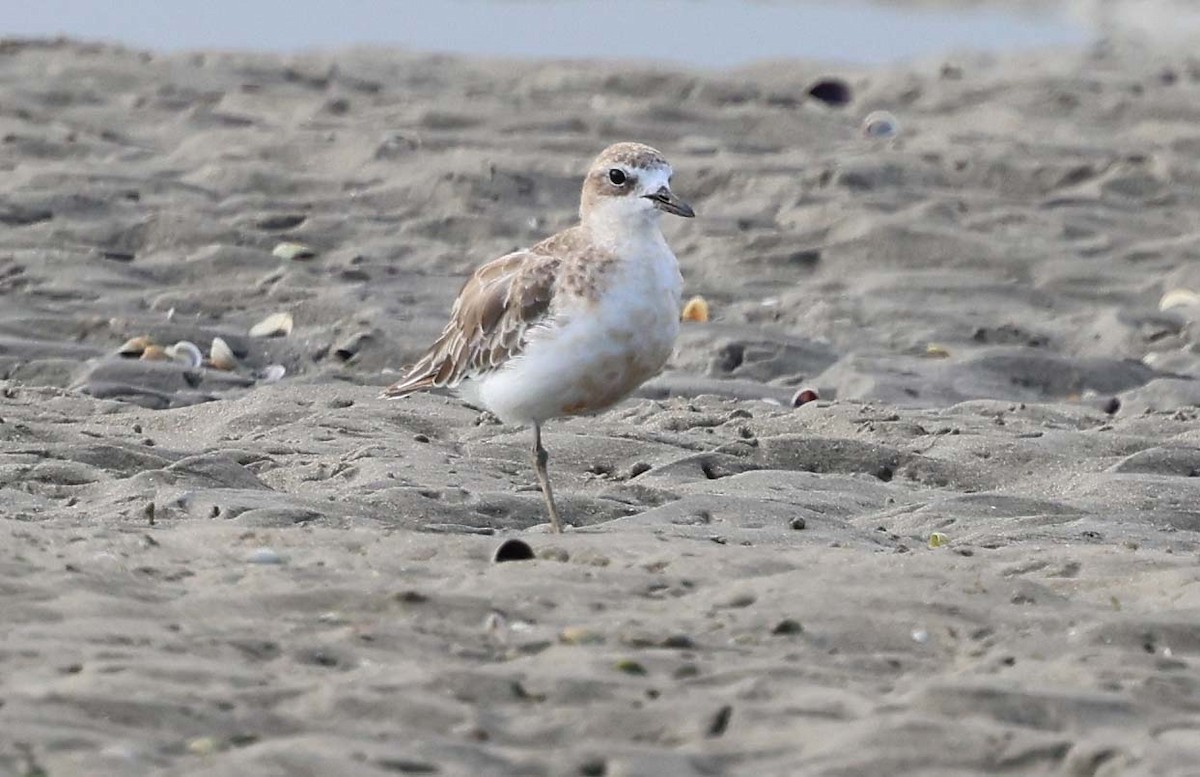 Red-breasted Dotterel - Ashley Banwell