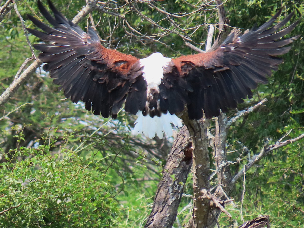 African Fish-Eagle - ML616241580