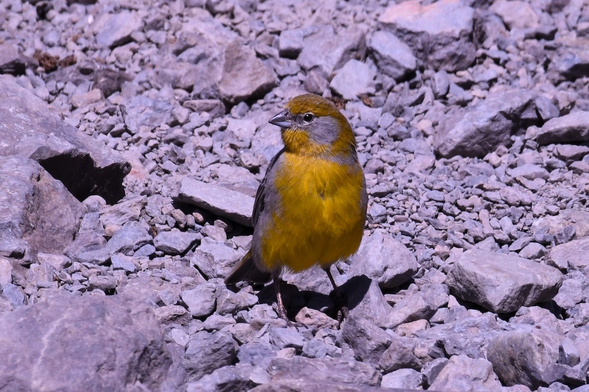 Bright-rumped Yellow-Finch - ML616241651
