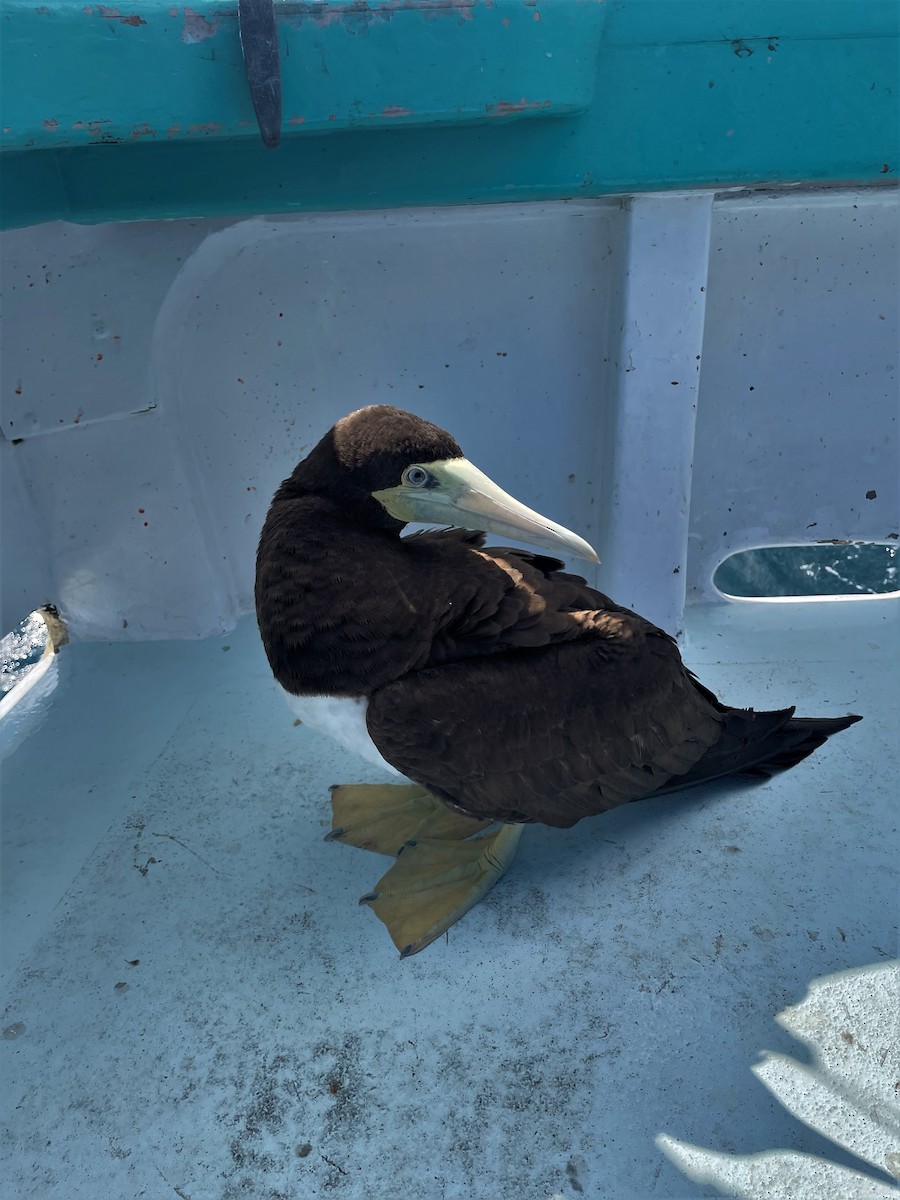 Brown Booby - ML616241724