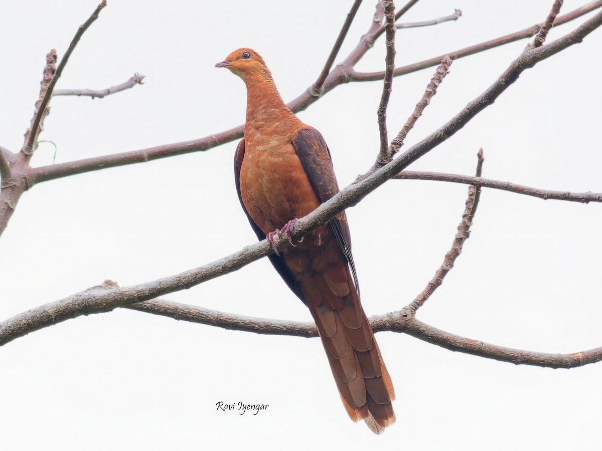 Philippine Cuckoo-Dove - Ravi Iyengar
