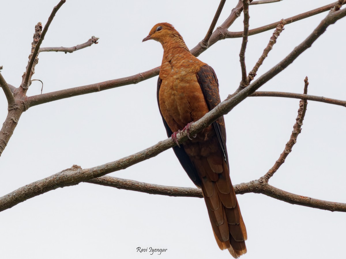 Philippine Cuckoo-Dove - ML616241735