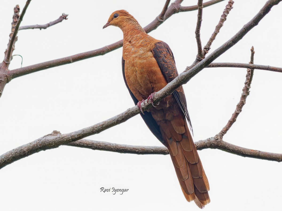 Philippine Cuckoo-Dove - Ravi Iyengar