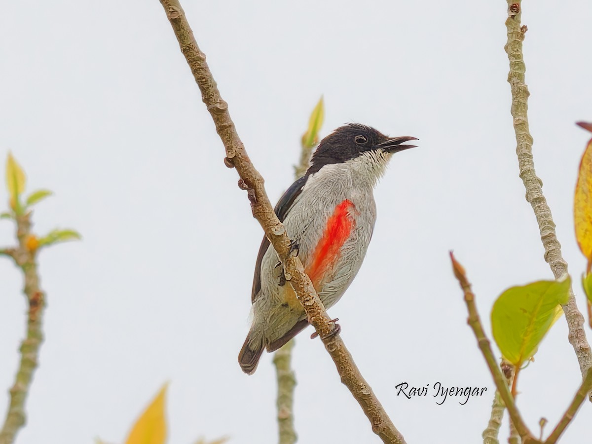 Red-keeled Flowerpecker - Ravi Iyengar