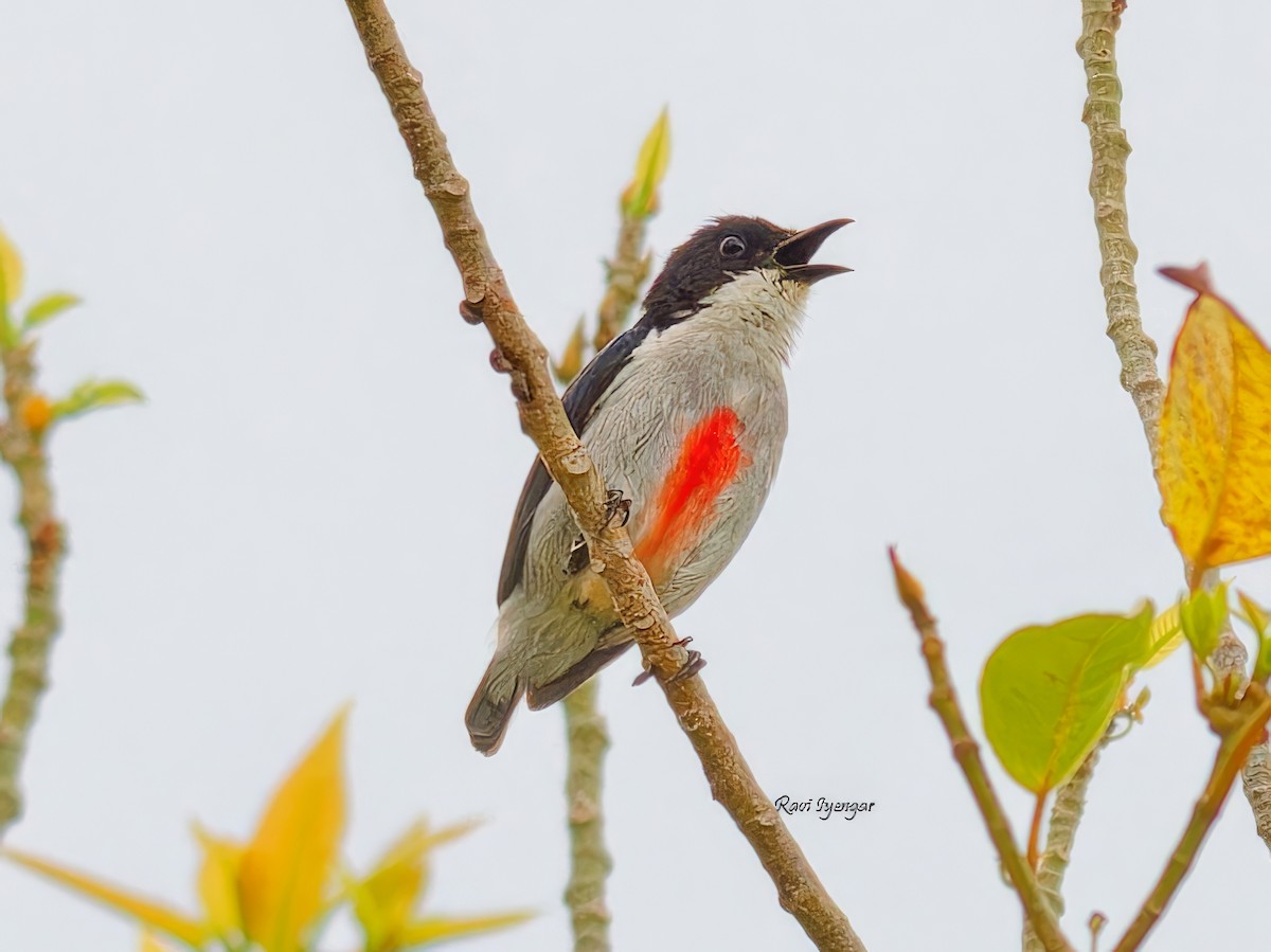 Red-keeled Flowerpecker - ML616241754