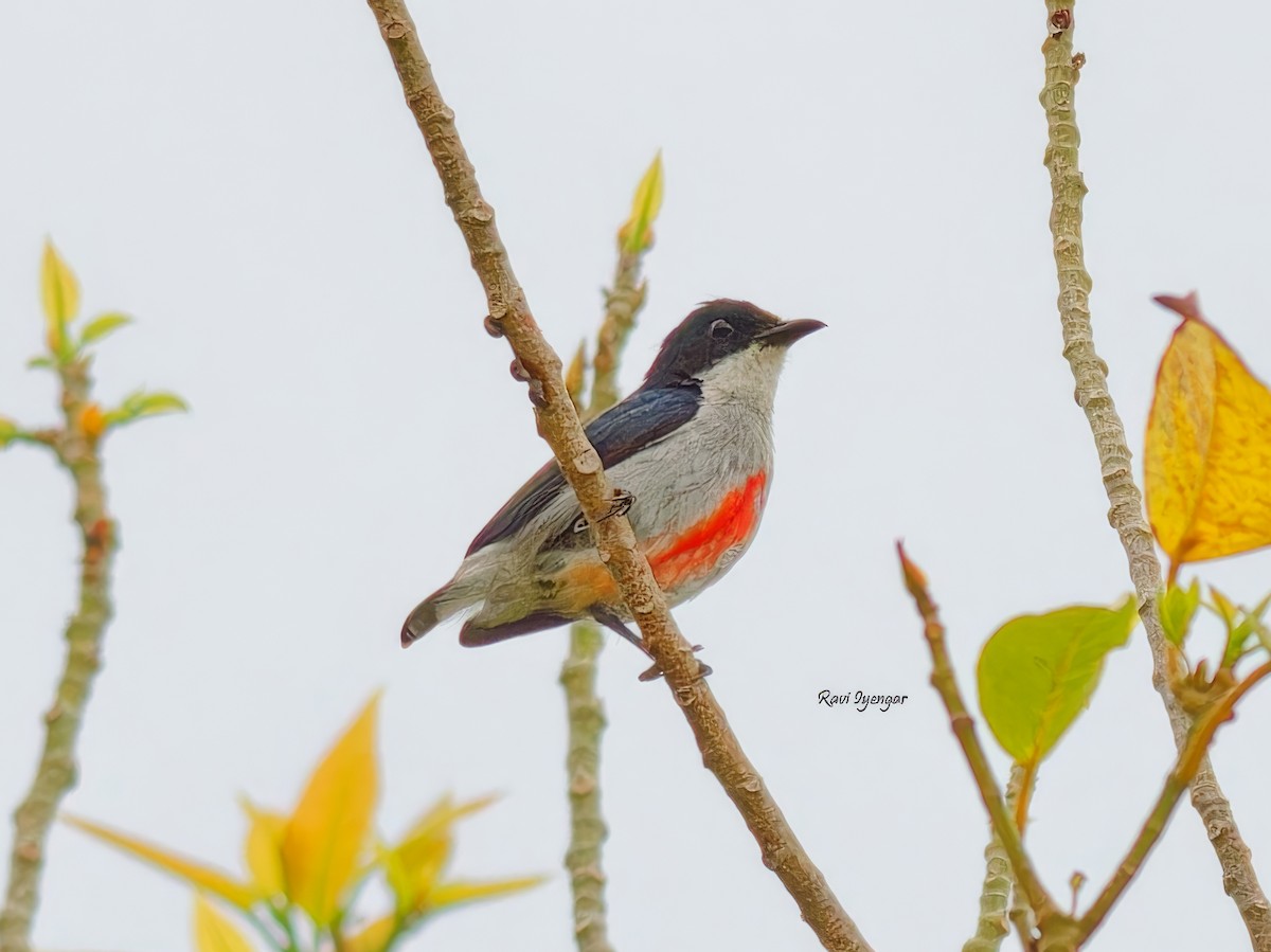 Red-keeled Flowerpecker - ML616241755