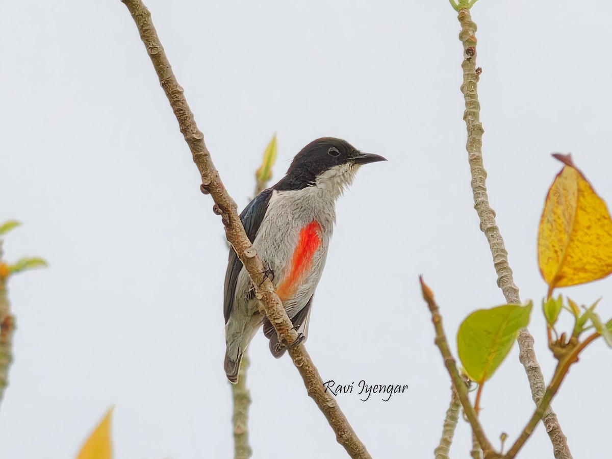 Red-keeled Flowerpecker - Ravi Iyengar