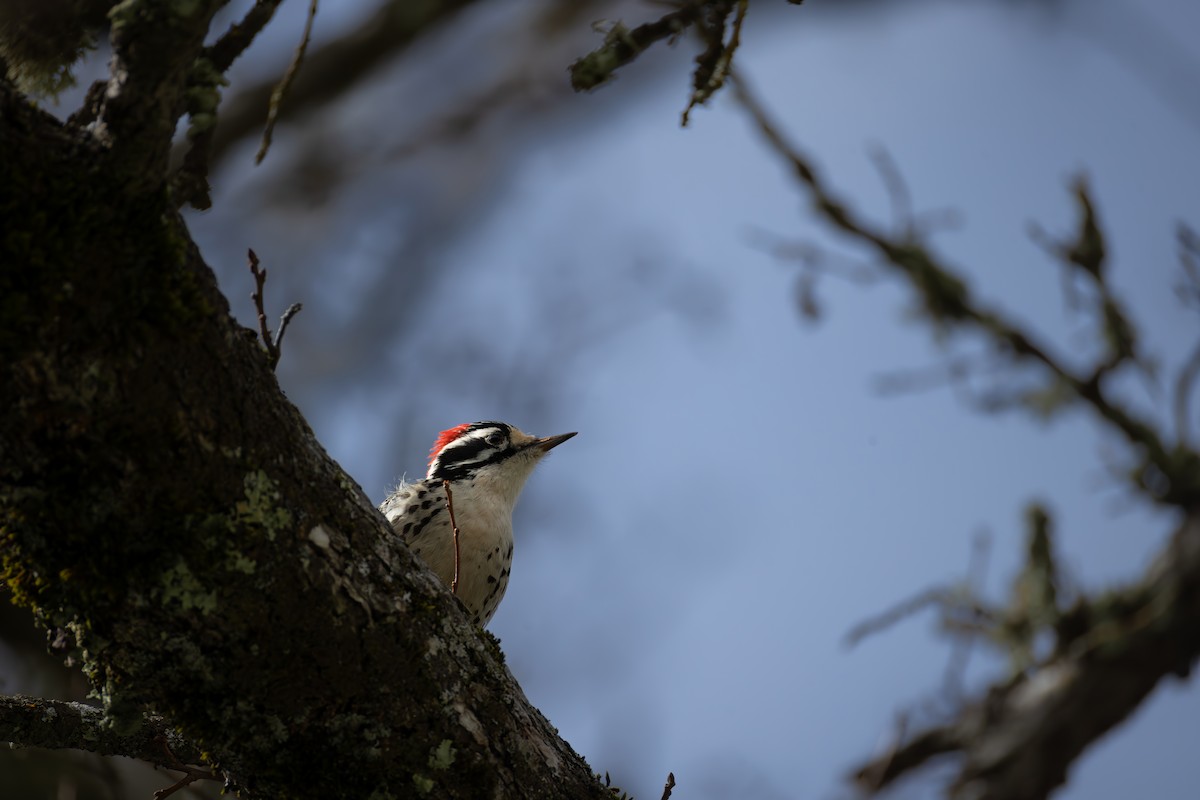 Nuttall's Woodpecker - ML616241816