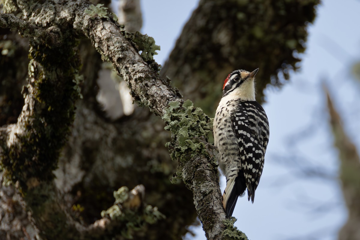 Nuttall's Woodpecker - ML616241817