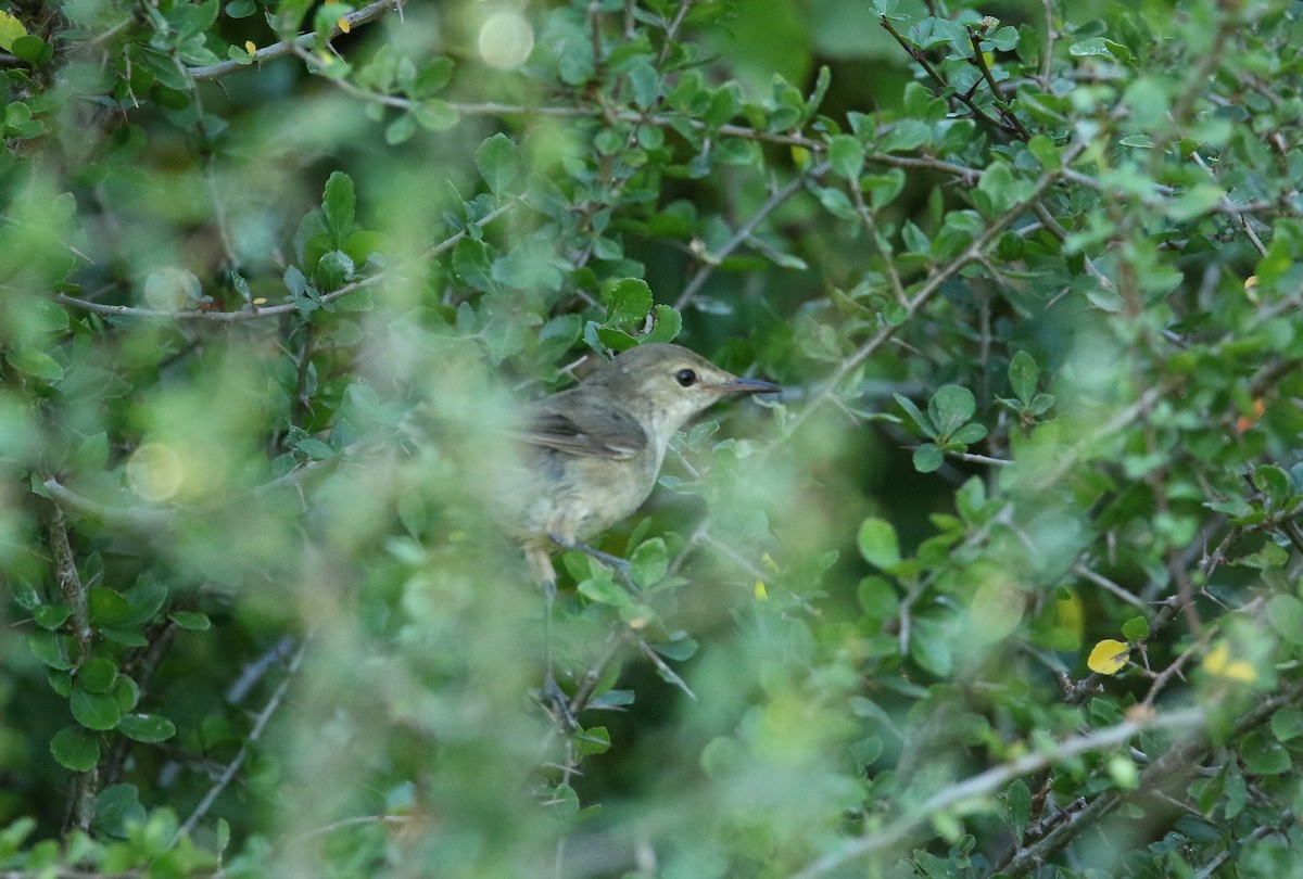 Madagascar Swamp Warbler - ML616241968