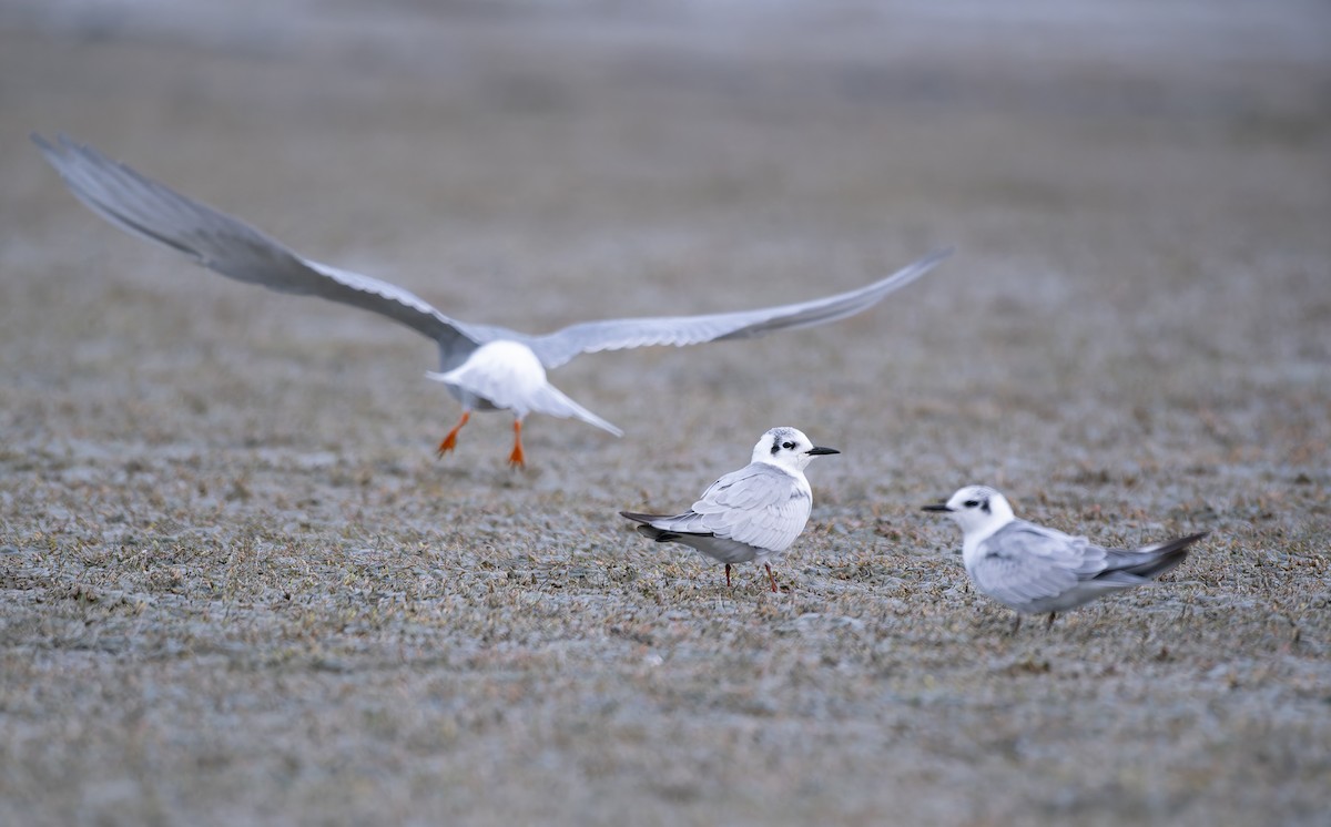 White-winged Tern - ML616242290