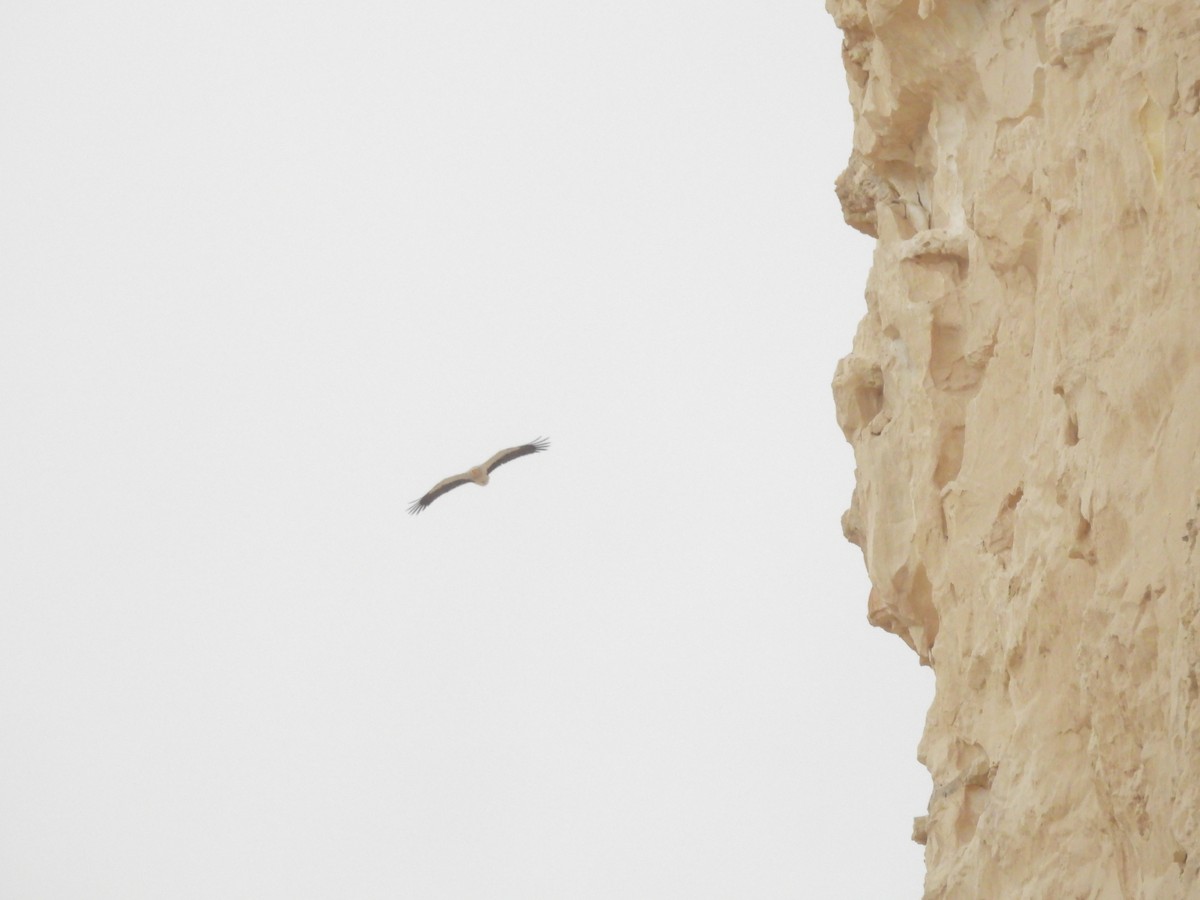 Egyptian Vulture - ML616242502