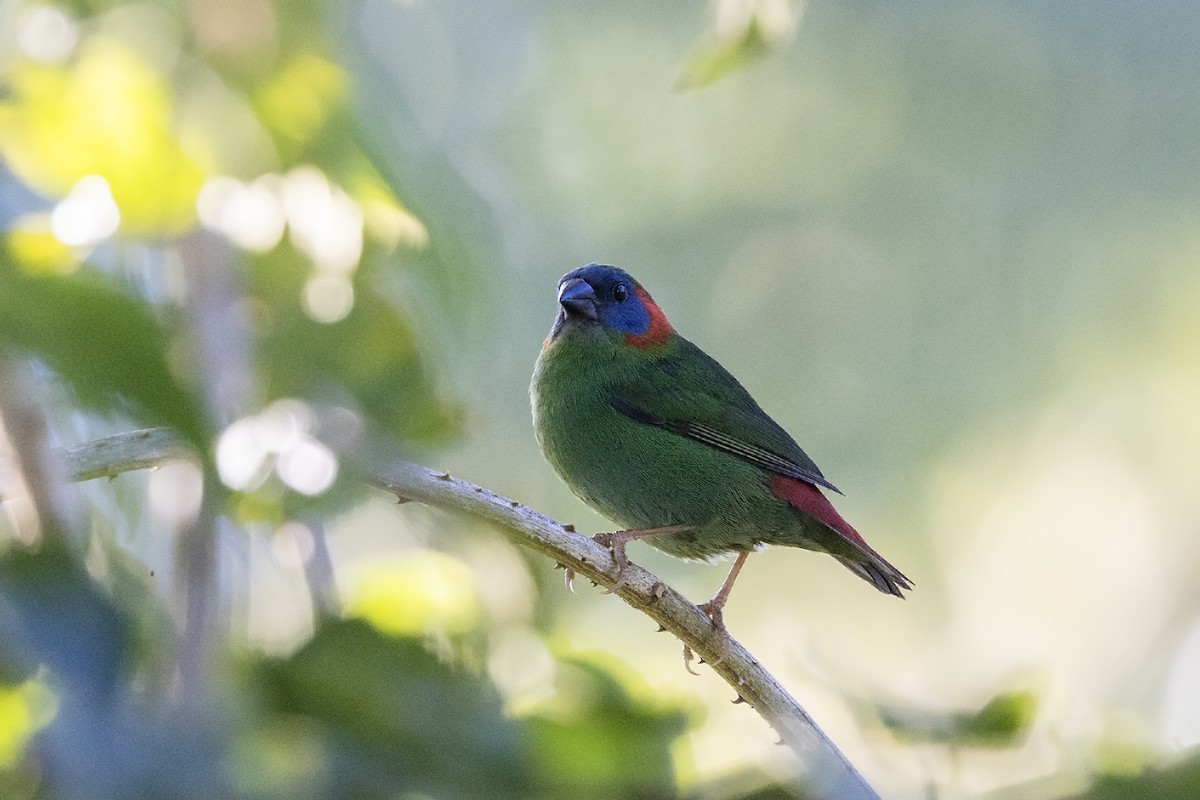 Red-eared Parrotfinch - Niall D Perrins