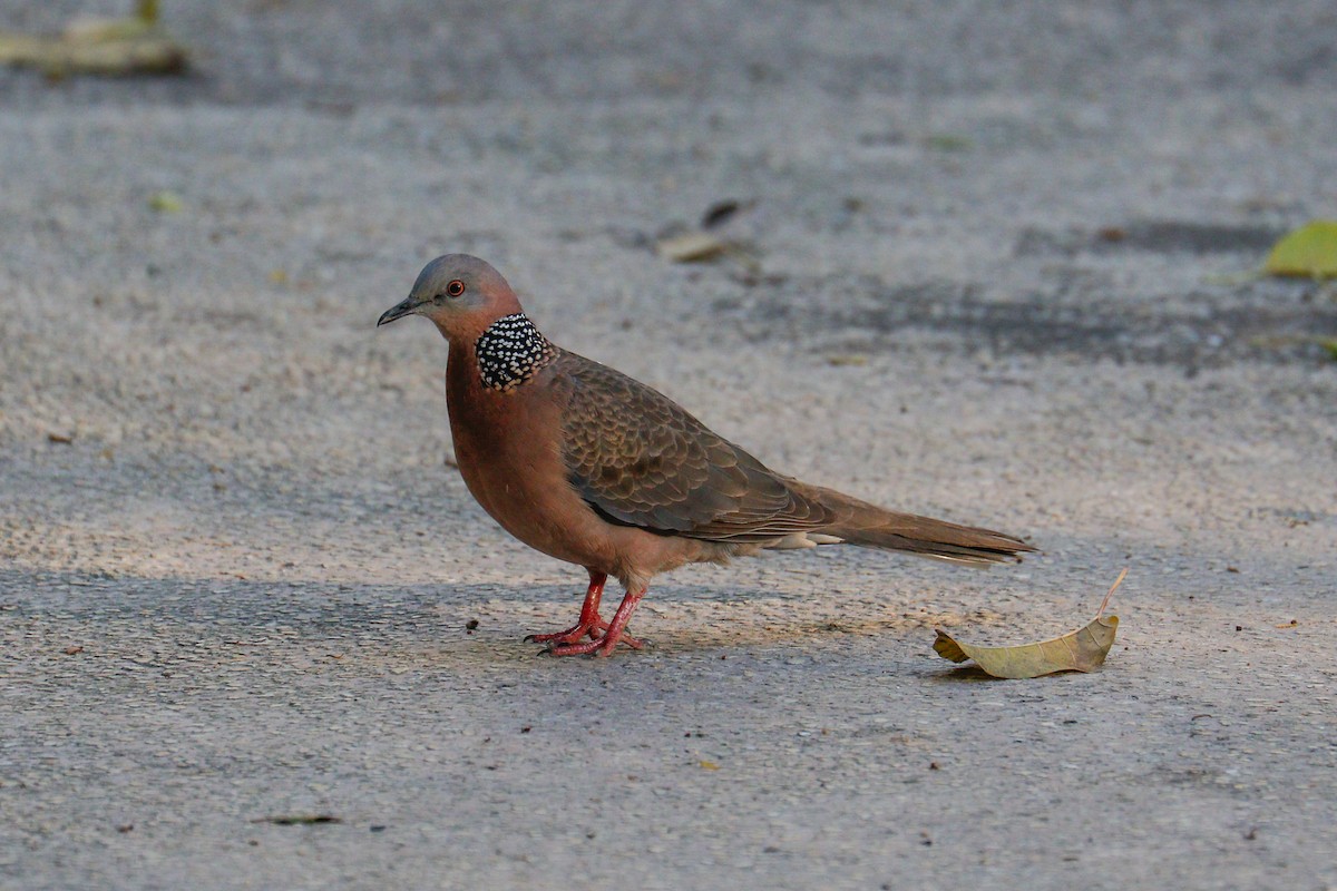 Spotted Dove (Eastern) - ML616242774