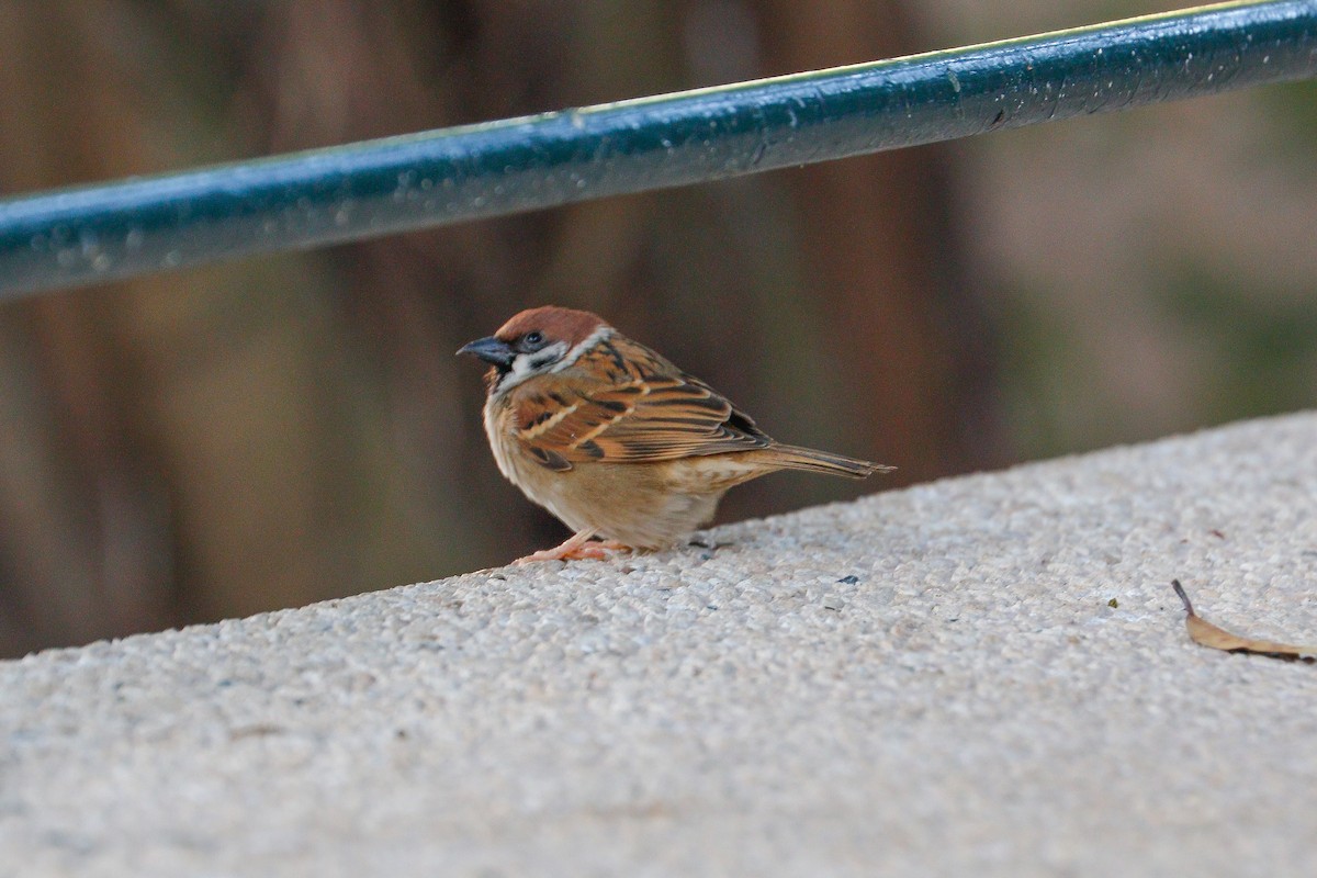 Eurasian Tree Sparrow - ML616242776